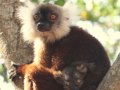 Lemuri mamma con cucciolo